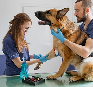 Asistencia a la atención clínica en centros veterinarios