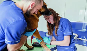 Assistència a l'Atenció Clínica en Centres Veterinaris