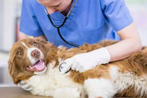 Auxiliar de Clínica Veterinaria